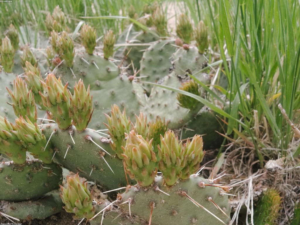 វិធីឈ្នះក្នុងការអភិវឌ្ឍភាពរឹងមាំ